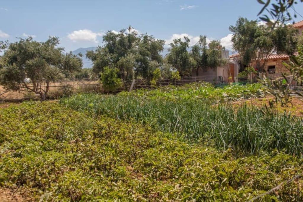 Olive Tree Farm 200M From The Beach Episkopi  Luaran gambar