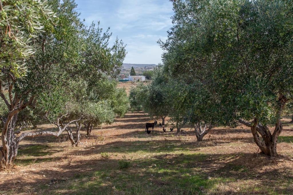 Olive Tree Farm 200M From The Beach Episkopi  Luaran gambar