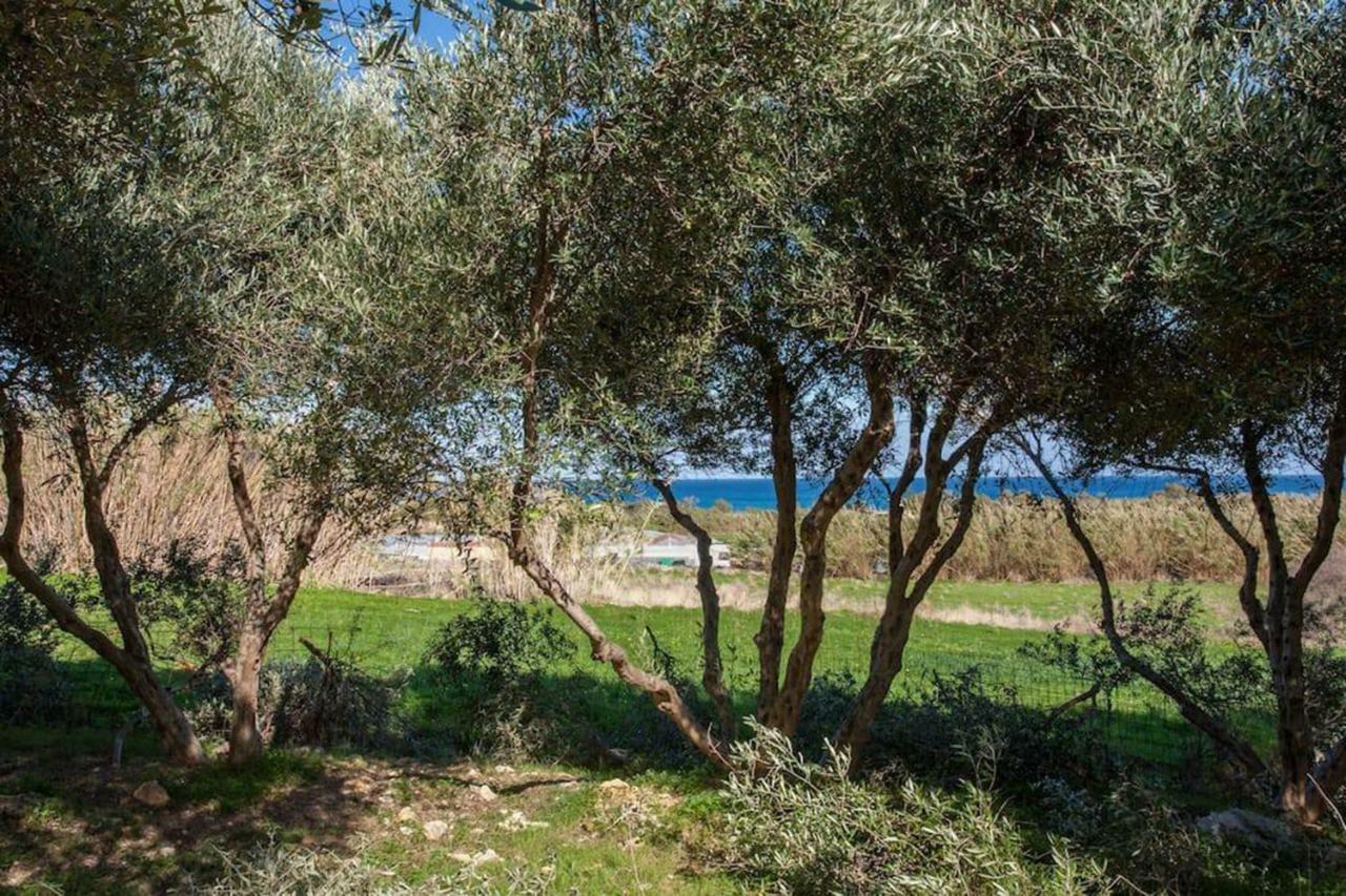 Olive Tree Farm 200M From The Beach Episkopi  Luaran gambar