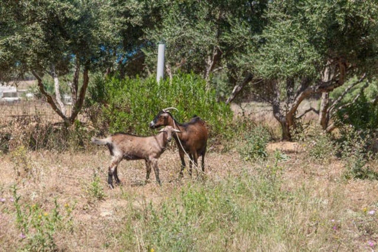 Olive Tree Farm 200M From The Beach Episkopi  Luaran gambar