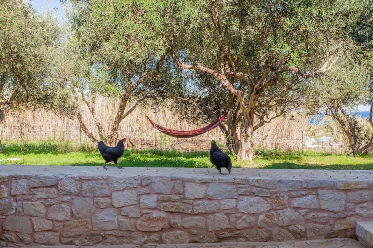 Olive Tree Farm 200M From The Beach Episkopi  Luaran gambar